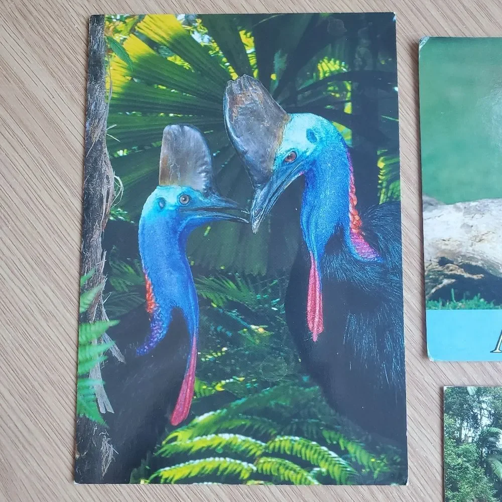 Vintage Australia Postcards‎ Kookaburra Daintree Rainforest Cassowary